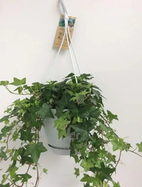 Hedera Helix Vert - Hangpot Blanc / Basic - Ø17cm - ↕40cm - GREEN OASIS - SHOP