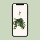 Hedera Helix Vert - Hangpot Blanc / Basic - Ø17cm - ↕cm - GREEN OASIS - SHOP Plantes vertes originales livrées à votre domicile