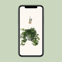 Hedera Helix Vert - Hangpot Blanc / Basic - Ø17cm - ↕40cm - GREEN OASIS - SHOP