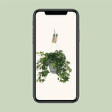 Hedera Helix Vert - Hangpot Blanc / Basic - Ø17cm - ↕40cm - GREEN OASIS - SHOP