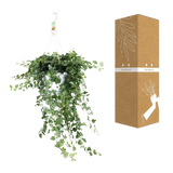Hedera Wonder Vert - Ø24cm - ↕70cm Everspring