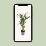 Howea Forsteriana - Ø17cm - ↕75cm Everspring