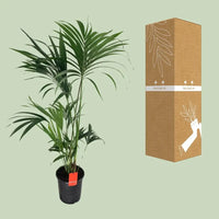 Howea Forsteriana - Ø24cm - ↕130cm - GREEN OASIS - SHOP