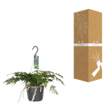 Humata Tyermannii - Ø17cm - ↕20cm Everspring