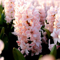 🌷 Jacinthe Show – 30 Bulbes pour 1 m² de Fleurs Parfumées – Taille 14/15 - GREEN OASIS - SHOP