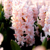 🌷 Jacinthe Show – 30 Bulbes pour 1 m² de Fleurs Parfumées – Taille 14/15 - GREEN OASIS - SHOP