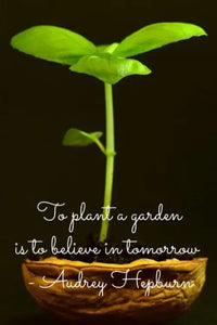 Jeune plantule verte dans un conteneur en coquille brune