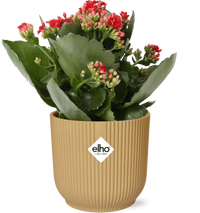 Kalanchoe Rosalina Don Justino Rood + Pot ELHO Vibes Fold 14 cm jaune - GREEN OASIS - SHOP