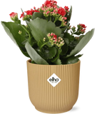Kalanchoe Rosalina Don Justino Rood + Pot ELHO Vibes Fold 14 cm jaune - GREEN OASIS - SHOP