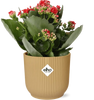 Kalanchoe Rosalina Don Justino Rood + Pot ELHO Vibes Fold 14 cm jaune - GREEN OASIS - SHOP
