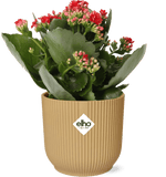 Kalanchoe Rosalina Don Justino Rood + Pot ELHO Vibes Fold 14 cm jaune - GREEN OASIS - SHOP
