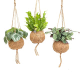 Kokodama Jungle Mix - 3 pièces - Ø17cm - ↕28cm - GREEN OASIS - SHOP Plantes vertes originales livrées à votre domicile