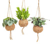 Kokodama Jungle Mix - 3 pièces - Ø17cm - ↕28cm - GREEN OASIS - SHOP Plantes vertes originales livrées à votre domicile