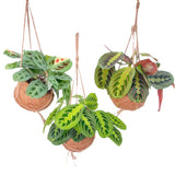 Kokodama Maranta Mix - 3 pièces - Ø15cm - ↕20cm - GREEN OASIS - SHOP