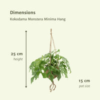 Kokodama Monstera Minima à suspendre (plante à trous) - 2 pièces - Ø15cm - ↕25cm Everspring