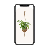 Kokodama Monstera Minima - Plante à trous - Ø15cm - ↕25cm Everspring