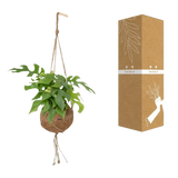 Kokodama Monstera Minima - Plante à trous - Ø15cm - ↕25cm Everspring