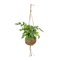 Kokodama Monstera Minima - Plante à trous - Ø15cm - ↕25cm Everspring