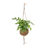Kokodama Monstera Minima - Plante à trous - Ø15cm - ↕25cm Everspring