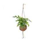 Kokodama Monstera Minima - Plante à trous - Ø15cm - ↕25cm Everspring