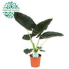 L’Alocasia Regal Shield - Ø21cm - ↕90cm Everspring