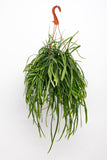 Lepismium Bolivianum - Ø17cm - ↕25cm - GREEN OASIS - SHOP