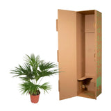 Livistona Chinensis - 170 cm - ø27 - GREEN OASIS - SHOP