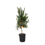 Mandarino Agrumes - 200 cm - ø40 - GREEN OASIS - SHOP