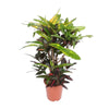 Mangue Codiaeum (Mangue Croton) - Ø27cm - ↕110cm Everspring