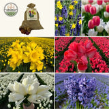🌸 Medium Holland Mix – Pack Éco Durable, 50 Bulbes pour 1 m² de Fleurs Hollandaises – Taille 12+.