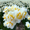 🌼 Medium Narcissus Mix – Pack Économique Durable, 50 Bulbes pour 1 m² de Fleurs – Taille 12/14 - GREEN OASIS - SHOP