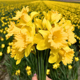 🌼 Medium Narcissus Mix – Pack Économique Durable, 50 Bulbes pour 1 m² de Fleurs – Taille 12/14 - GREEN OASIS - SHOP