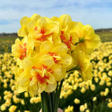 🌼 Medium Narcissus Mix – Pack Économique Durable, 50 Bulbes pour 1 m² de Fleurs – Taille 12/14 - GREEN OASIS - SHOP