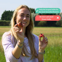 🌼 Medium Narcissus Mix – Pack Économique Durable, 50 Bulbes pour 1 m² de Fleurs – Taille 12/14 - GREEN OASIS - SHOP