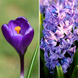 🌸 Mélange de bulbes bleu et Violet – 30 Bulbes à Fleurs pour un Jardin Éclatant - GREEN OASIS - SHOP