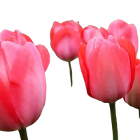 🌼 Mélange de bulbes sauvages – Pack Éco de 50 Bulbes - GREEN OASIS - SHOP