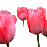 🌼 Mélange de bulbes sauvages – Pack Éco de 50 Bulbes - GREEN OASIS - SHOP