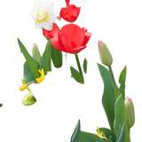 🌼 Mélange de bulbes sauvages – Pack Éco de 50 Bulbes - GREEN OASIS - SHOP