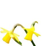 🌼 Mélange de bulbes sauvages – Pack Éco de 50 Bulbes - GREEN OASIS - SHOP