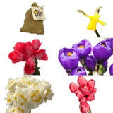 🌼 Mélange de bulbes sauvages – Pack Éco de 50 Bulbes - GREEN OASIS - SHOP