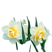 🌼 Mélange de bulbes sauvages – Pack Éco de 50 Bulbes - GREEN OASIS - SHOP