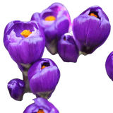 🌼 Mélange de bulbes sauvages – Pack Éco de 50 Bulbes - GREEN OASIS - SHOP