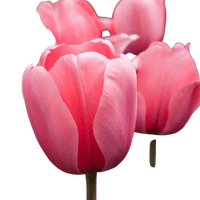 🌼 Mélange de bulbes sauvages – Pack Éco de 50 Bulbes - GREEN OASIS - SHOP