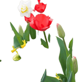 🌼 Mélange de bulbes sauvages – Pack Éco de 50 Bulbes - GREEN OASIS - SHOP