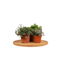 Mélange de plantes succulentes - 18 pièces - 10 cm - Ø8,5 Everspring