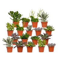 Mélange de plantes succulentes - 18 pièces - 10 cm - Ø8,5 Everspring