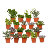 Mélange de plantes succulentes - 18 pièces - 10 cm - Ø8,5 Everspring