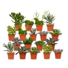 Mélange de plantes succulentes - 18 pièces - 10 cm - Ø8,5 Everspring