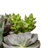 Mélange de plantes succulentes - 9 pièces - 10 cm - Ø8,5 Everspring
