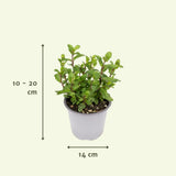 Mélange d'herbes aromatiques - 4 pièces - Ø14cm - ↕18cm Everspring